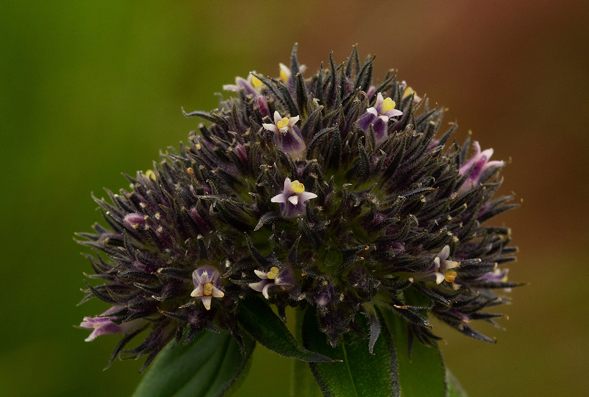 Agathisanthemum globosum Agathisanthemum globosum