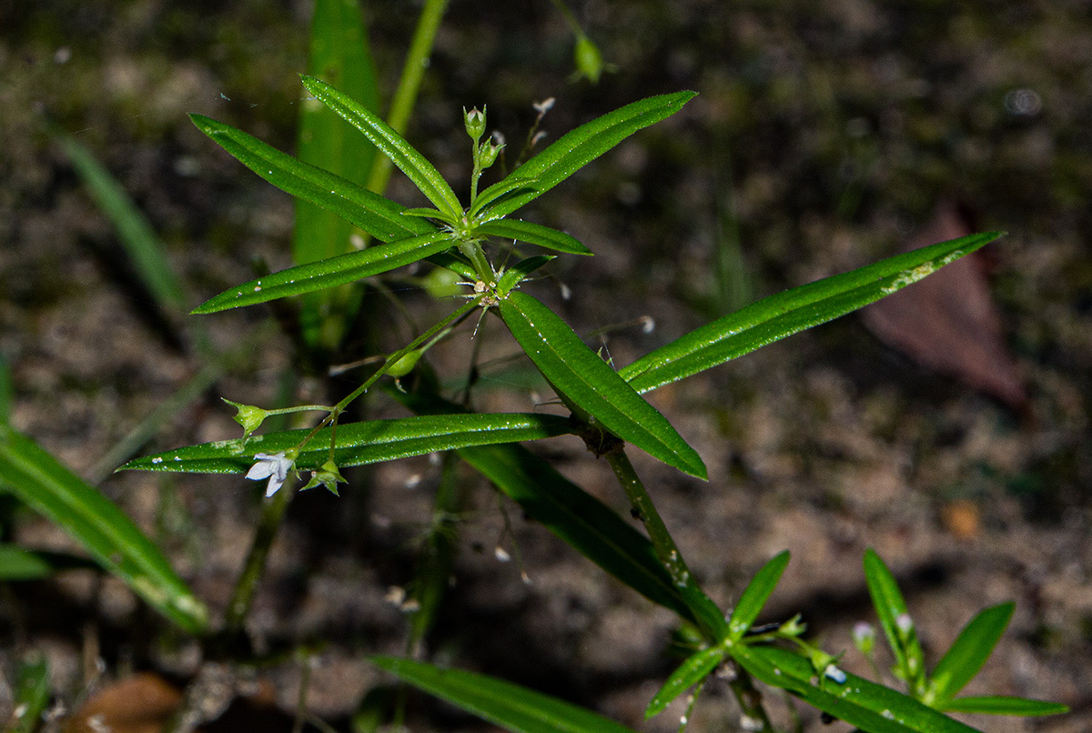 Oldenlandia corymbosa var. corymbosa Oldenlandia corymbosa var. corymbosa