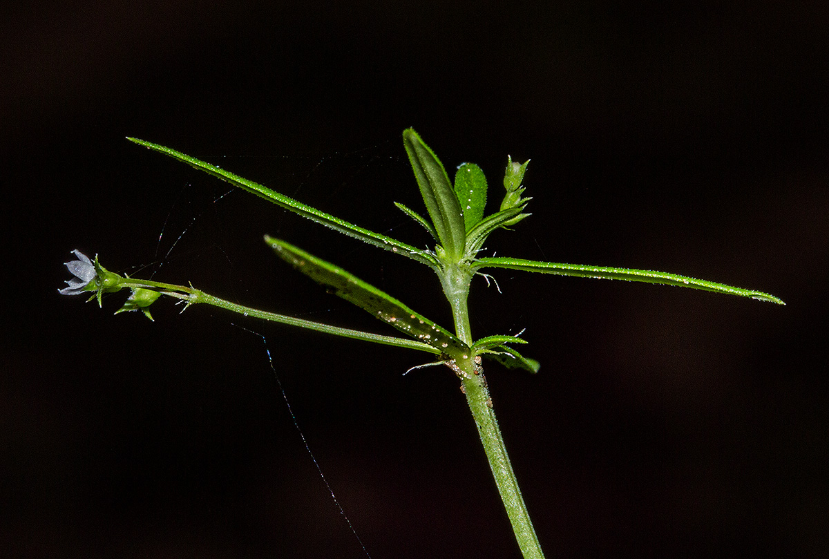 Oldenlandia corymbosa var. corymbosa Oldenlandia corymbosa var. corymbosa