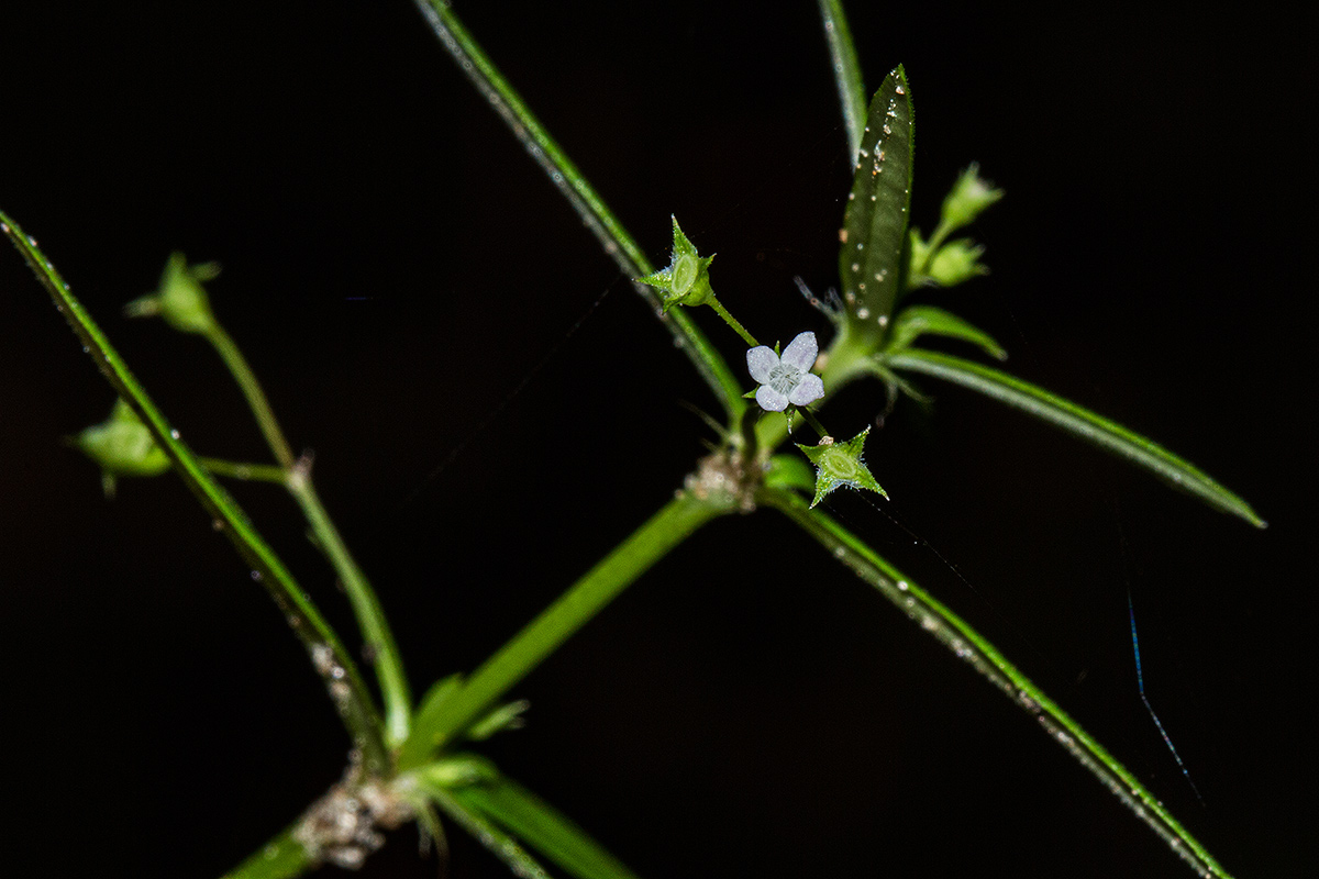 Oldenlandia corymbosa var. corymbosa Oldenlandia corymbosa var. corymbosa