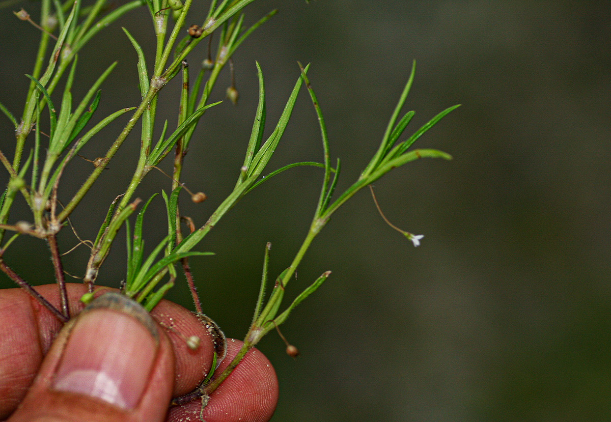 Oldenlandia corymbosa var. caespitosa Oldenlandia corymbosa var. caespitosa