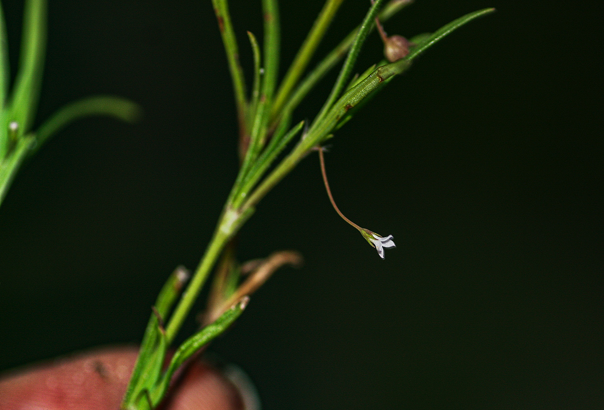 Oldenlandia corymbosa var. caespitosa