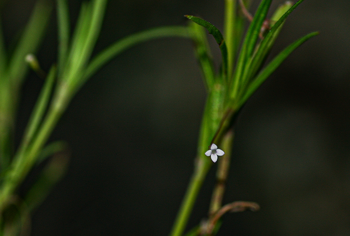 Oldenlandia corymbosa var. caespitosa