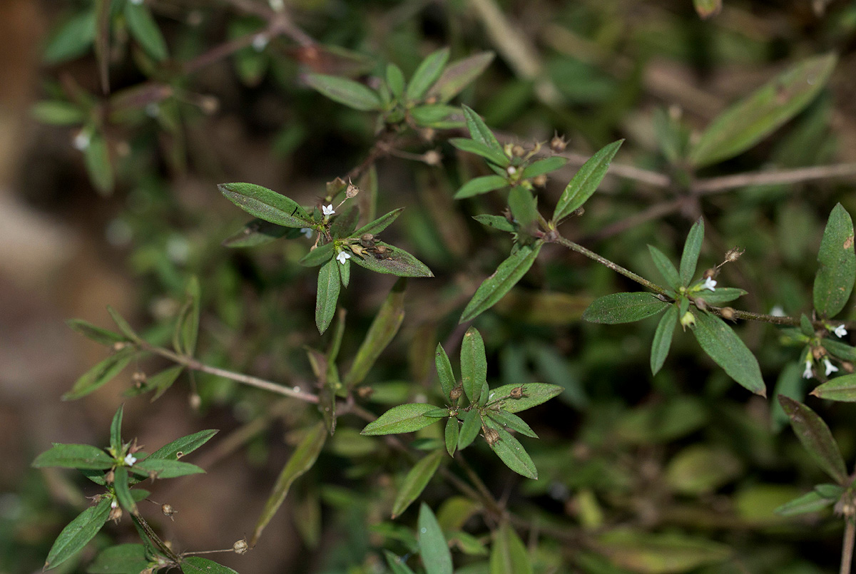 Oldenlandia corymbosa var. caespitosa