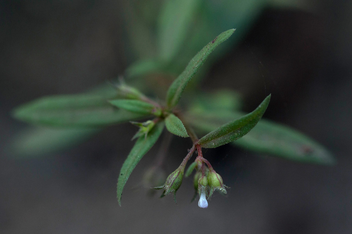Oldenlandia corymbosa var. caespitosa Oldenlandia corymbosa var. caespitosa