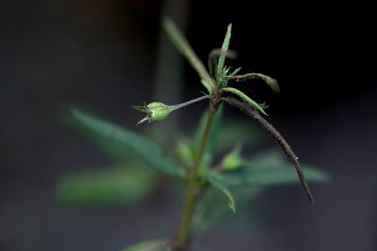 Oldenlandia corymbosa var. caespitosa