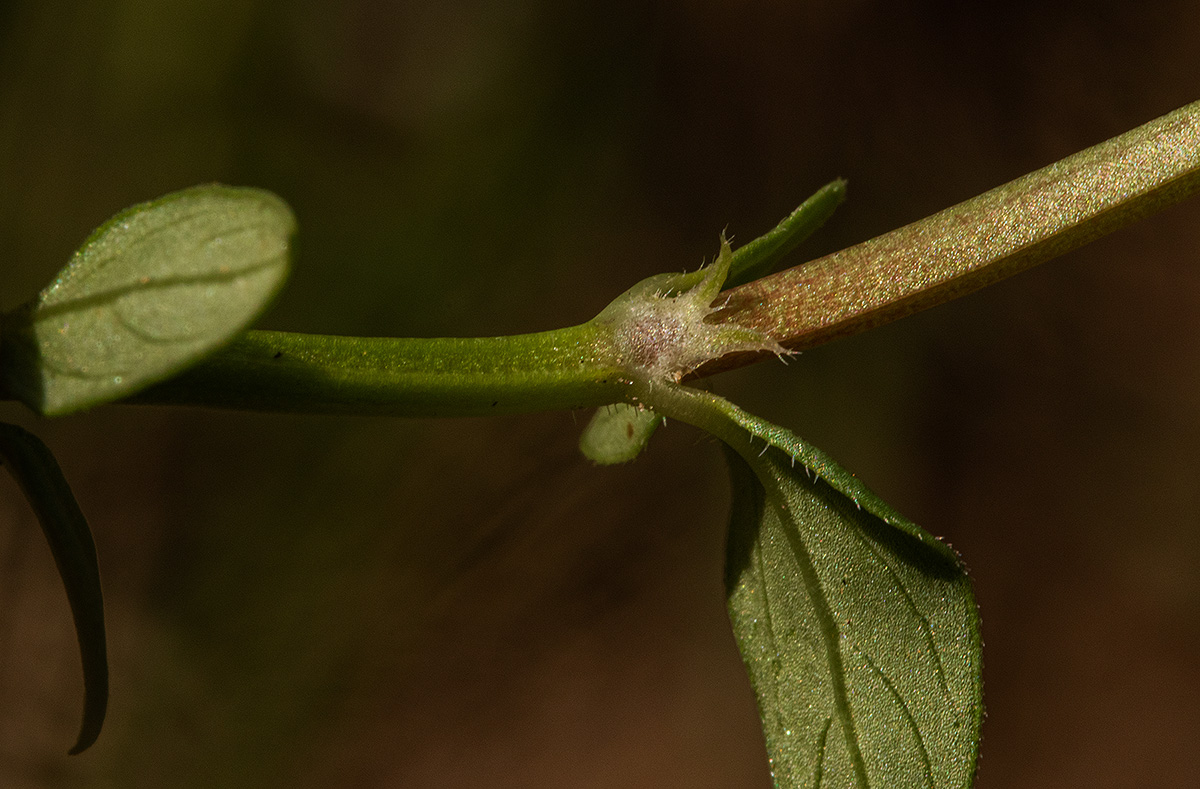 Oldenlandia goreensis var. goreensis Oldenlandia goreensis var. goreensis