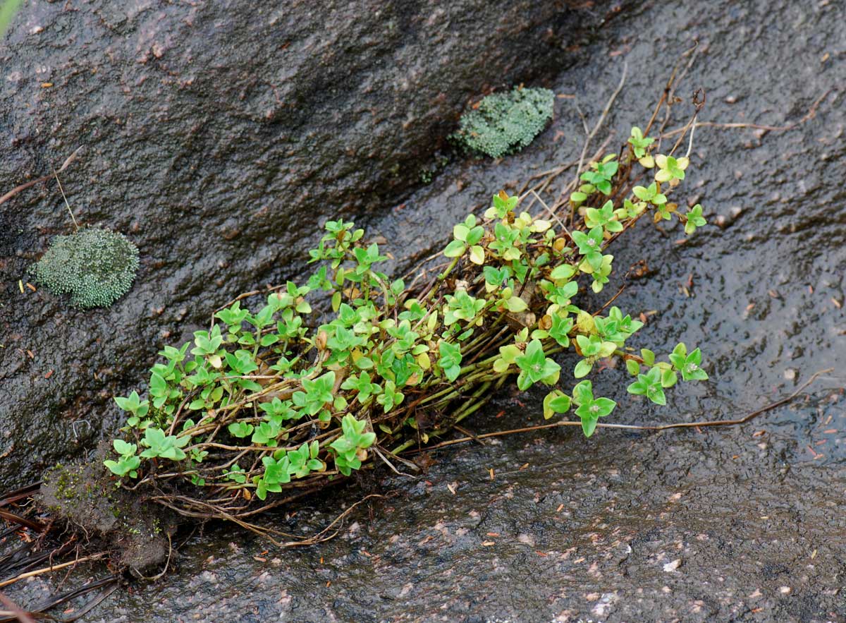 Oldenlandia goreensis var. goreensis Oldenlandia goreensis var. goreensis