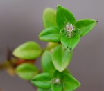 Oldenlandia goreensis var. goreensis