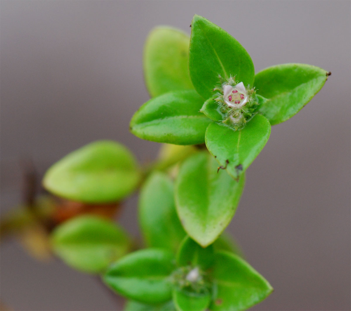 Oldenlandia goreensis var. goreensis Oldenlandia goreensis var. goreensis