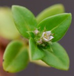 Oldenlandia goreensis var. goreensis