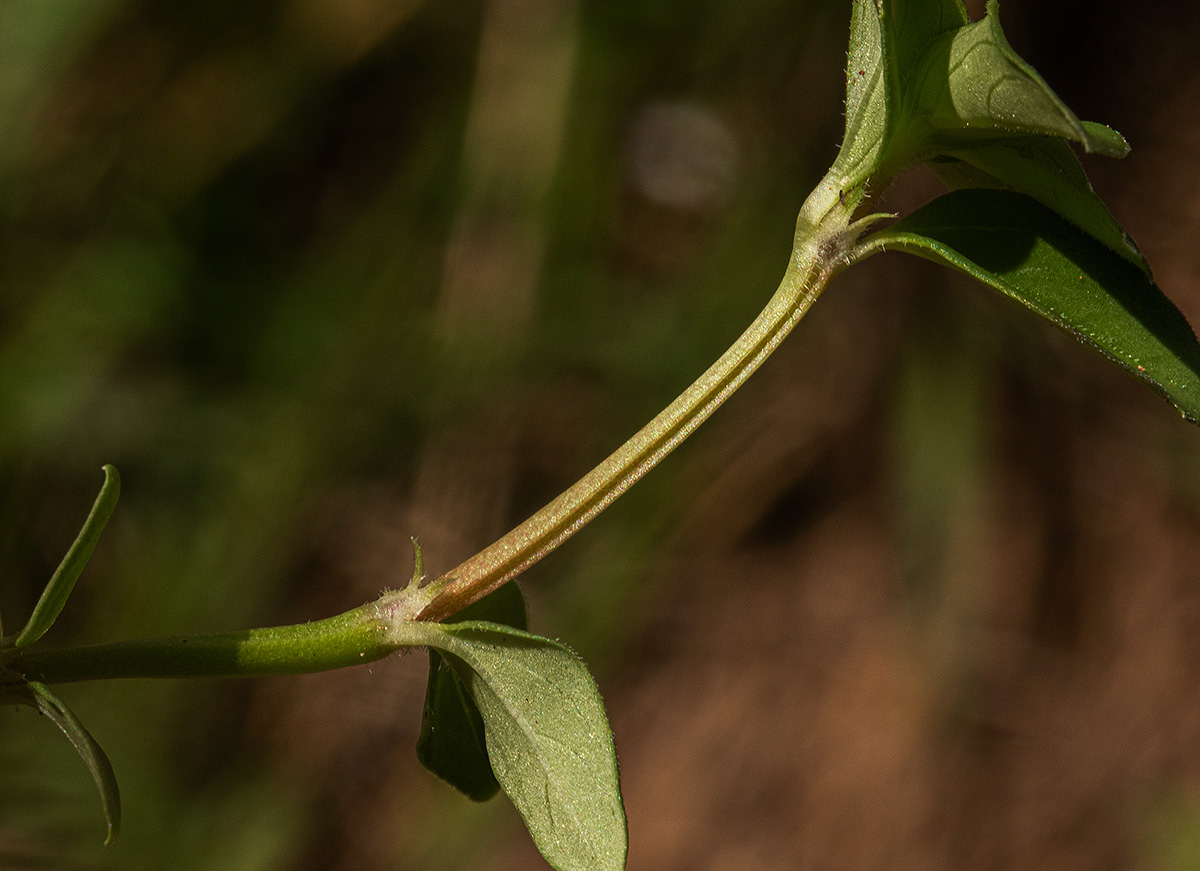 Oldenlandia goreensis var. goreensis Oldenlandia goreensis var. goreensis