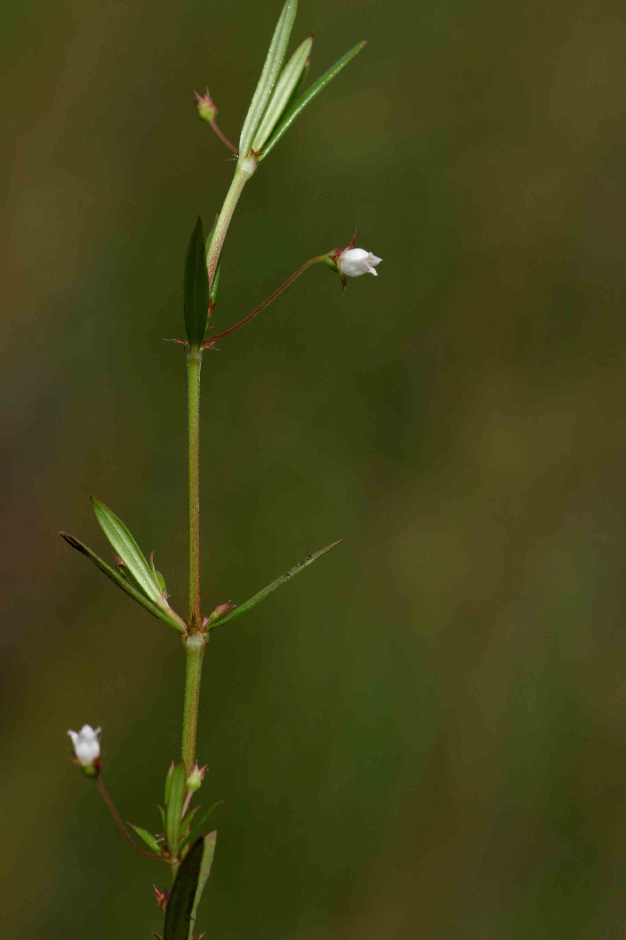 Oldenlandia lancifolia var. scabridula Oldenlandia lancifolia var. scabridula