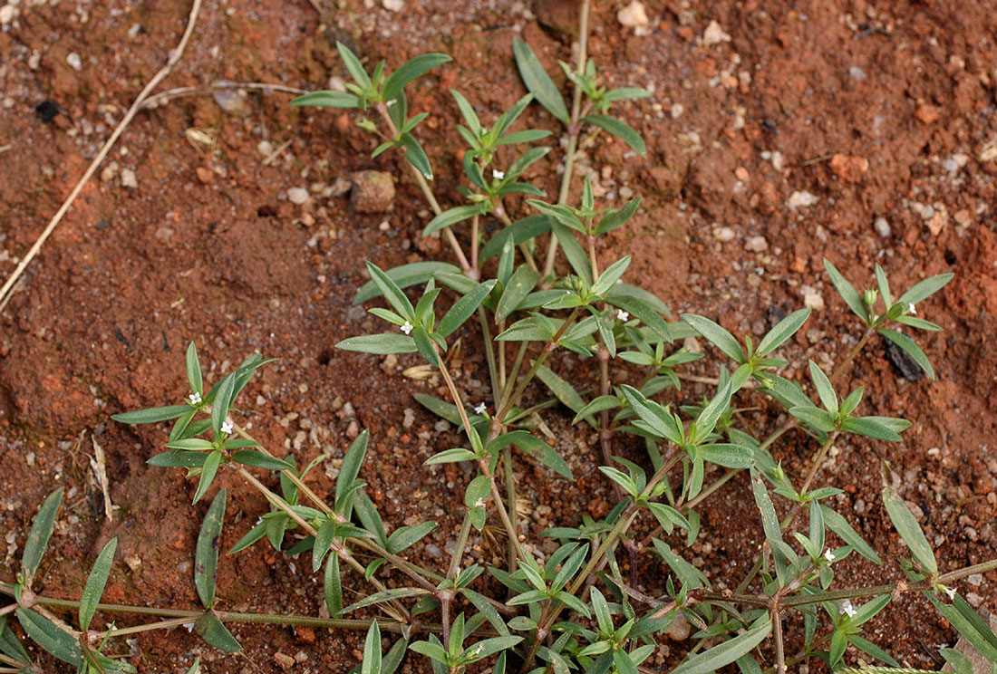 Oldenlandia lancifolia var. scabridula Oldenlandia lancifolia var. scabridula