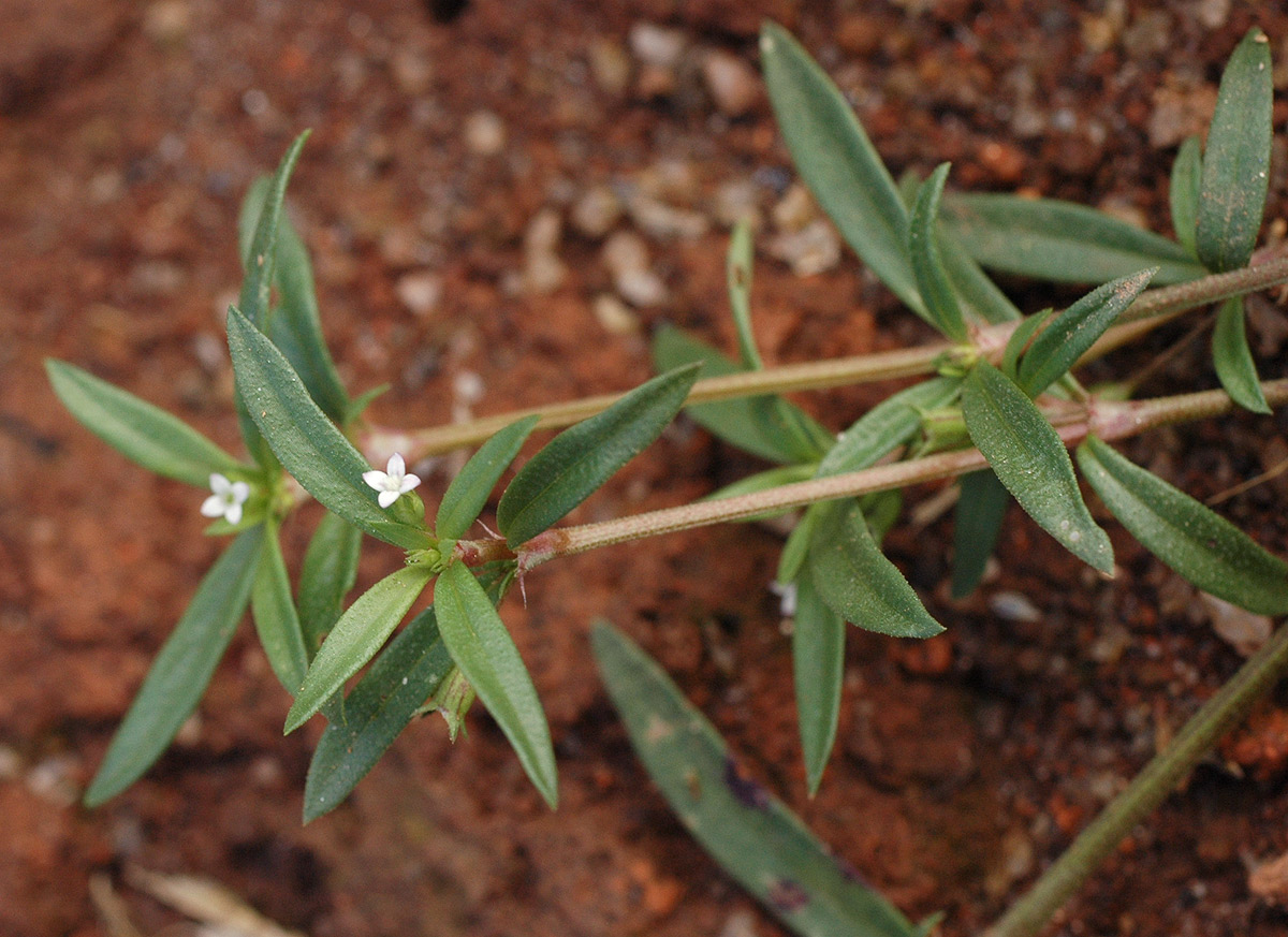 Oldenlandia lancifolia var. scabridula Oldenlandia lancifolia var. scabridula