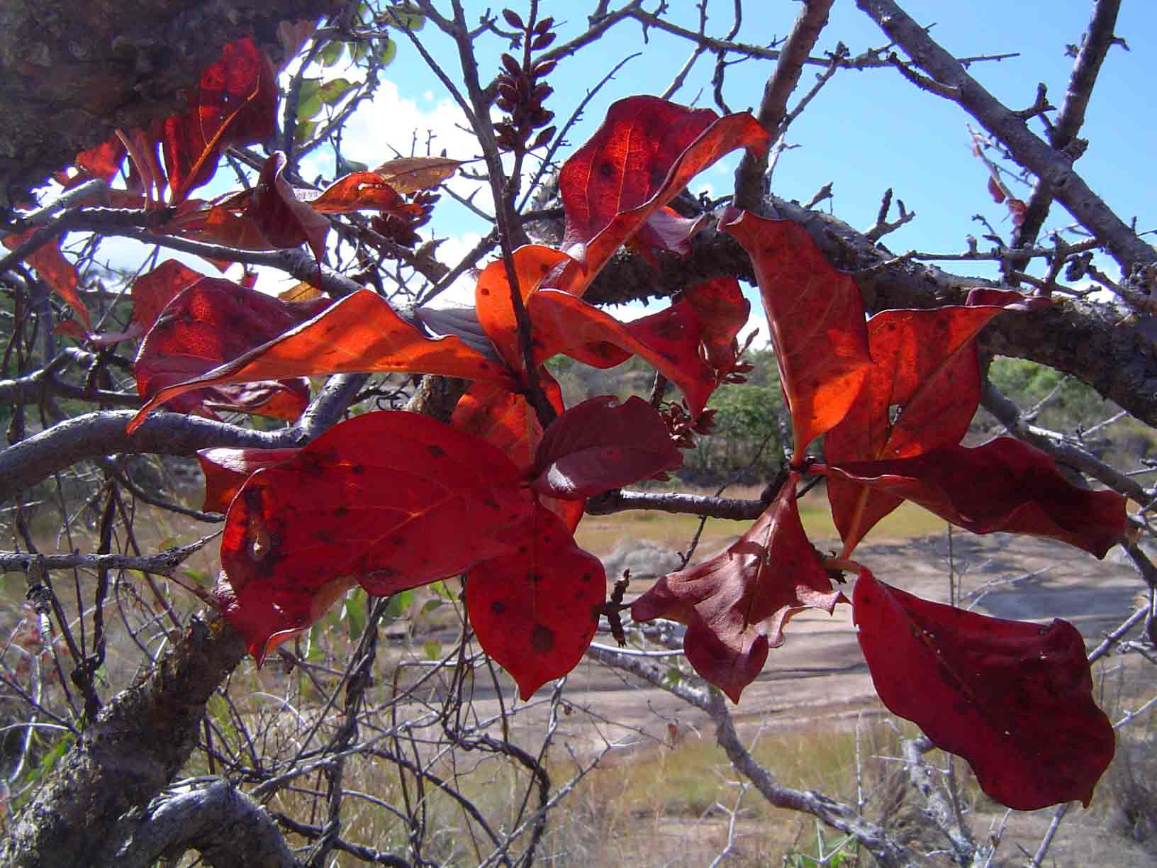 Hymenodictyon floribundum