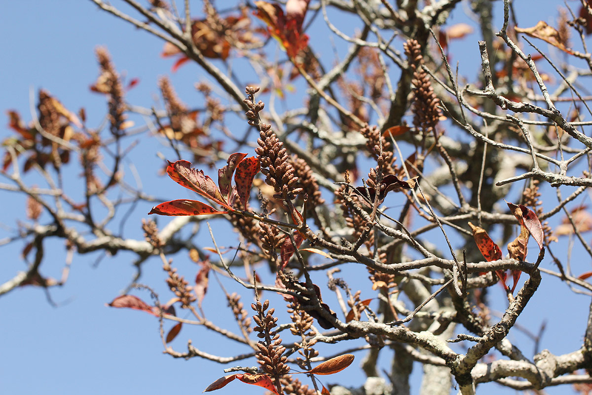 Hymenodictyon floribundum Hymenodictyon floribundum