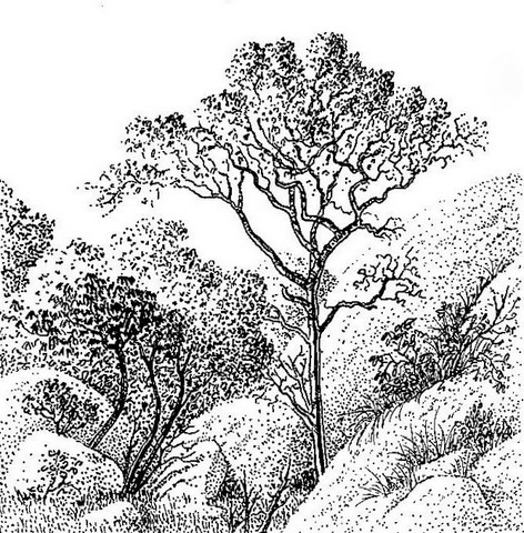 Hymenodictyon floribundum Hymenodictyon floribundum