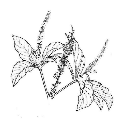 Hymenodictyon floribundum Hymenodictyon floribundum