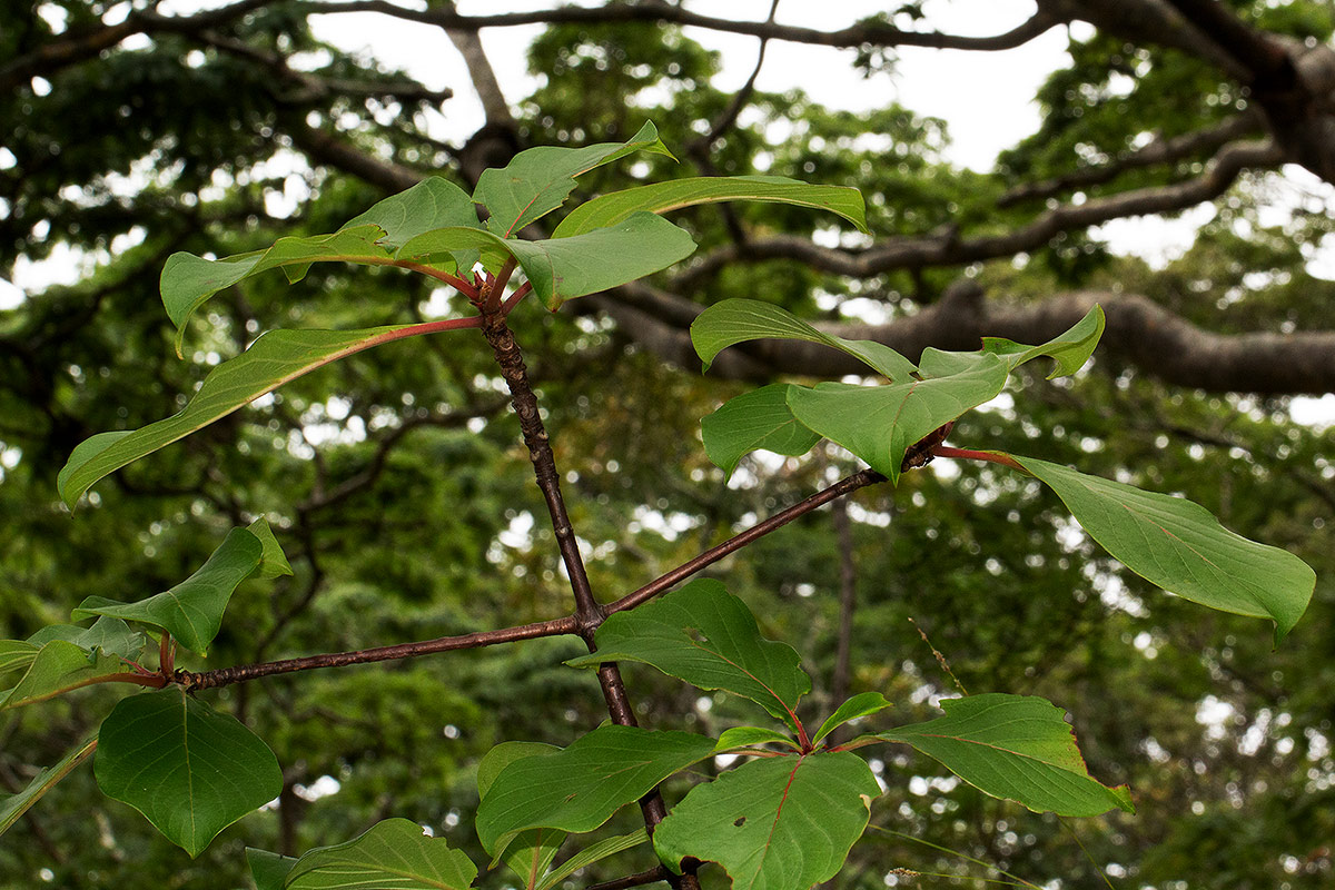 Hymenodictyon floribundum Hymenodictyon floribundum