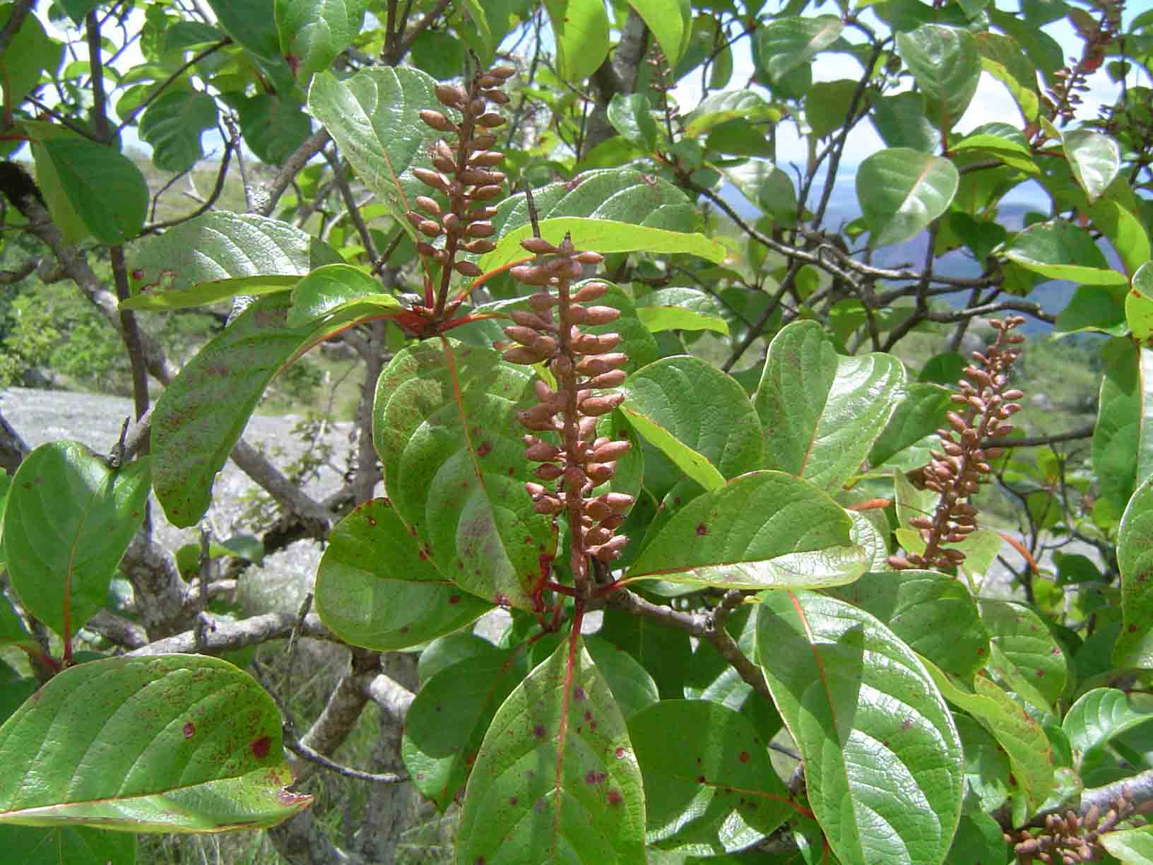 Hymenodictyon floribundum Hymenodictyon floribundum