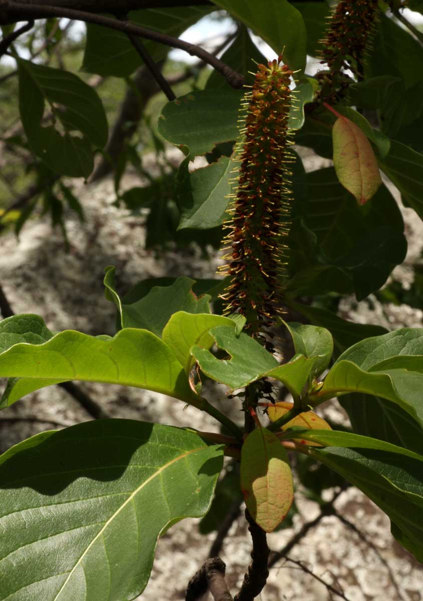 Hymenodictyon floribundum Hymenodictyon floribundum