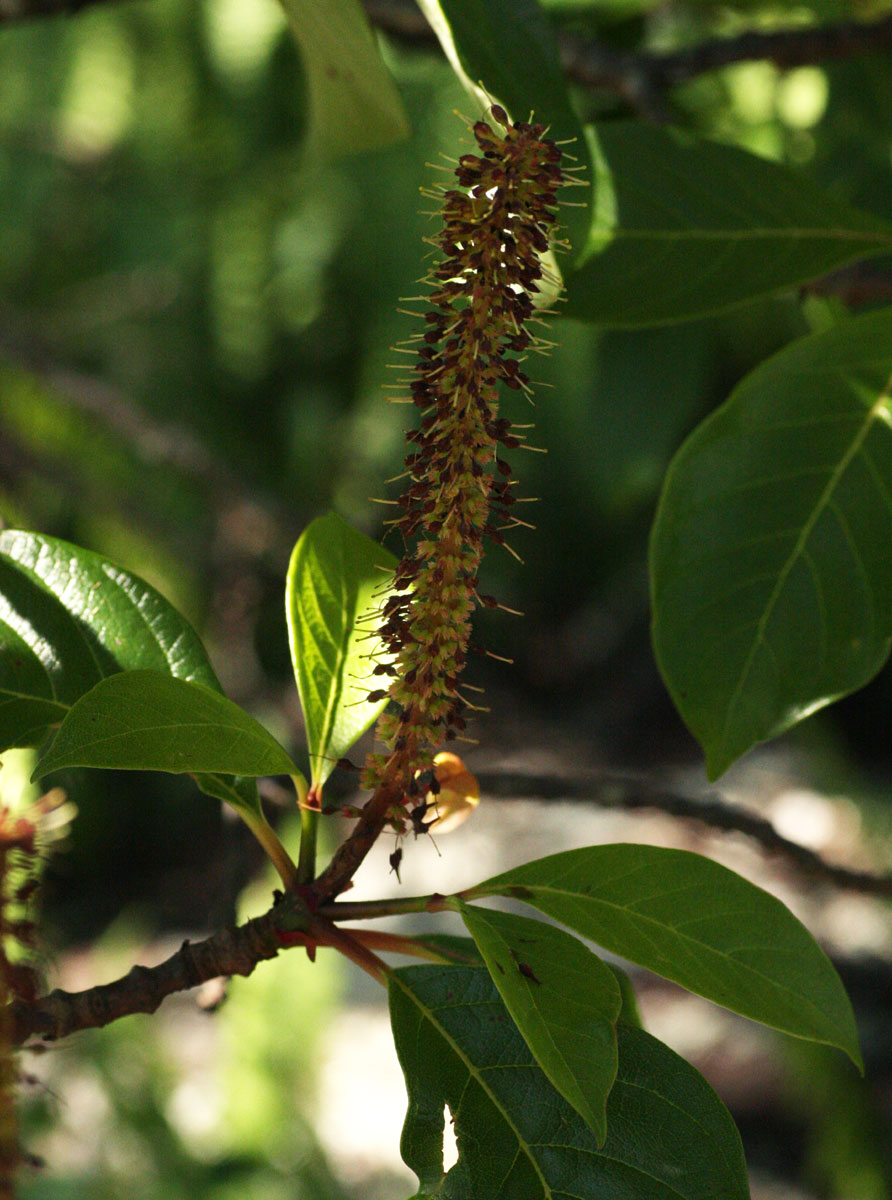 Hymenodictyon floribundum