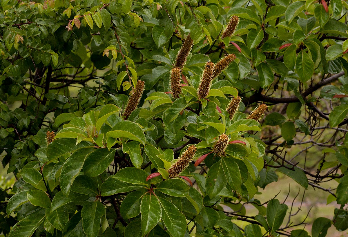 Hymenodictyon floribundum Hymenodictyon floribundum