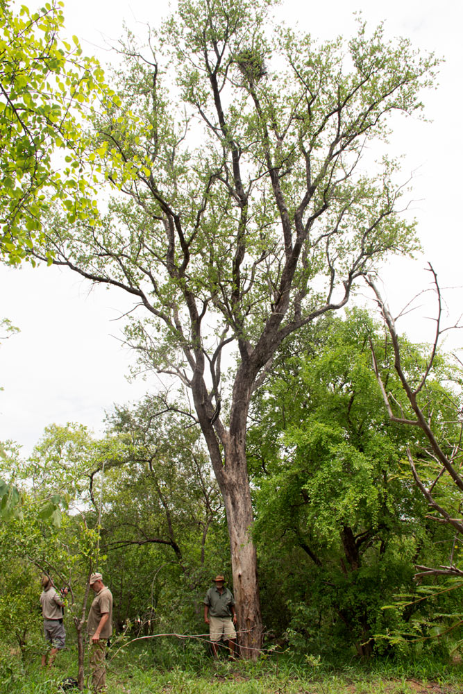 Crossopteryx febrifuga Crossopteryx febrifuga