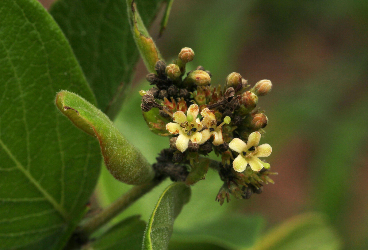 Crossopteryx febrifuga Crossopteryx febrifuga