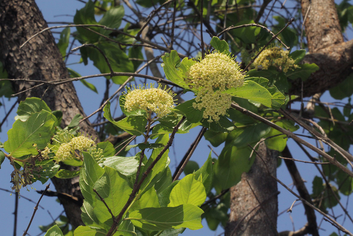 Crossopteryx febrifuga Crossopteryx febrifuga