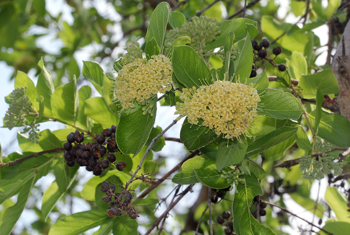 Crossopteryx febrifuga Crossopteryx febrifuga