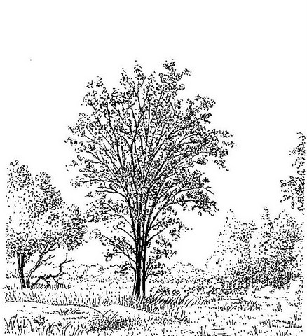 Crossopteryx febrifuga Crossopteryx febrifuga