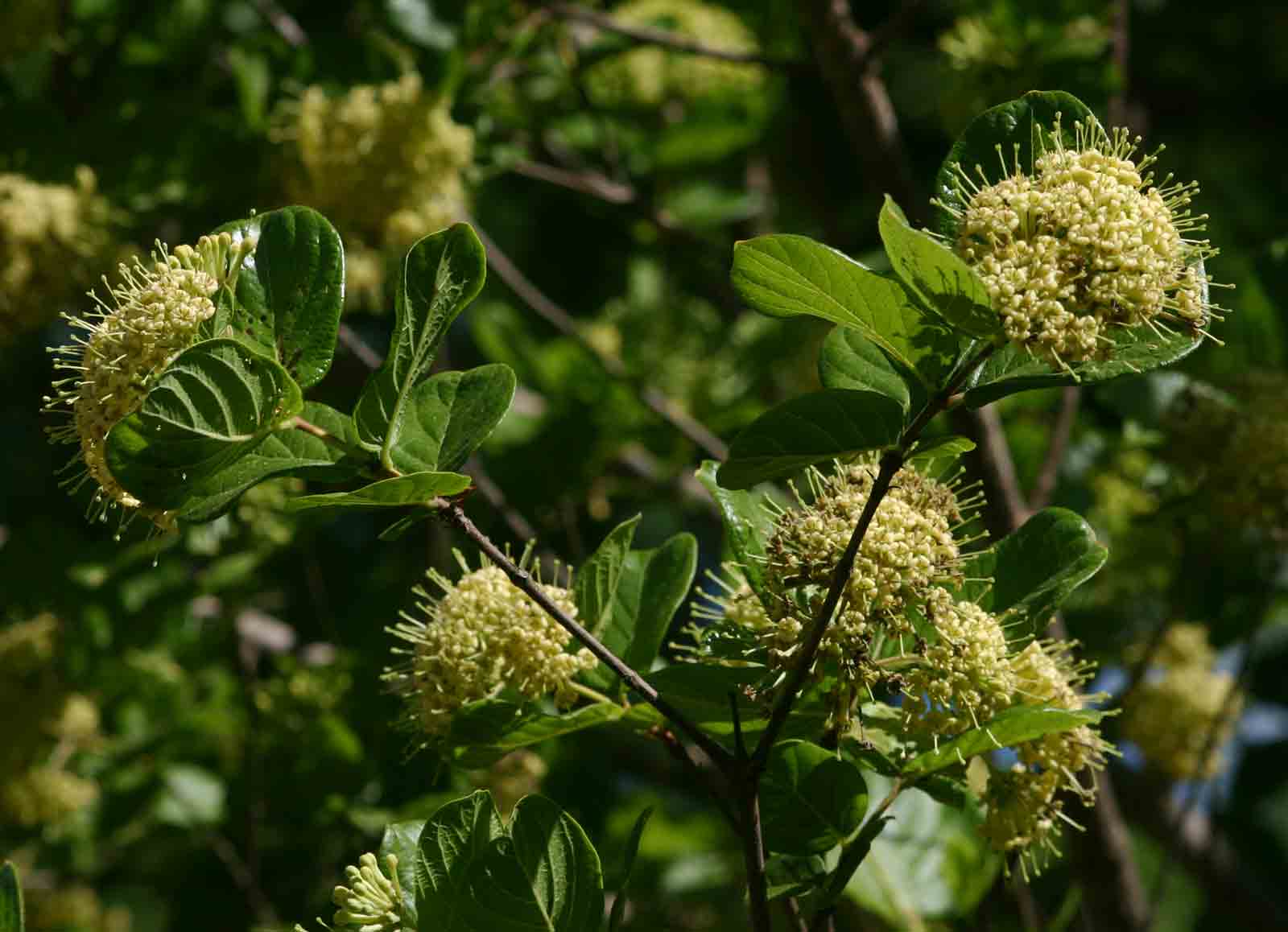 Crossopteryx febrifuga