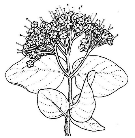 Crossopteryx febrifuga Crossopteryx febrifuga