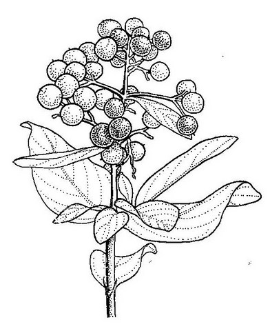 Crossopteryx febrifuga Crossopteryx febrifuga