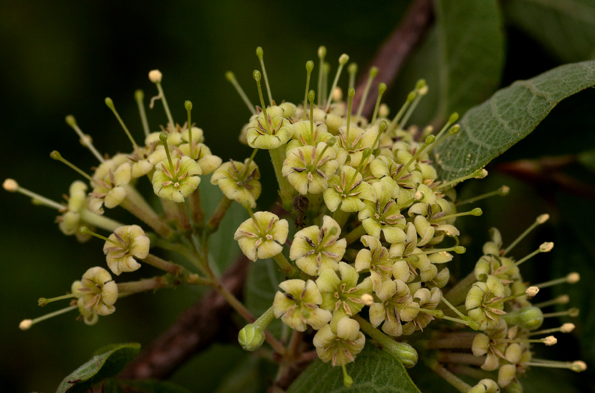 Crossopteryx febrifuga Crossopteryx febrifuga