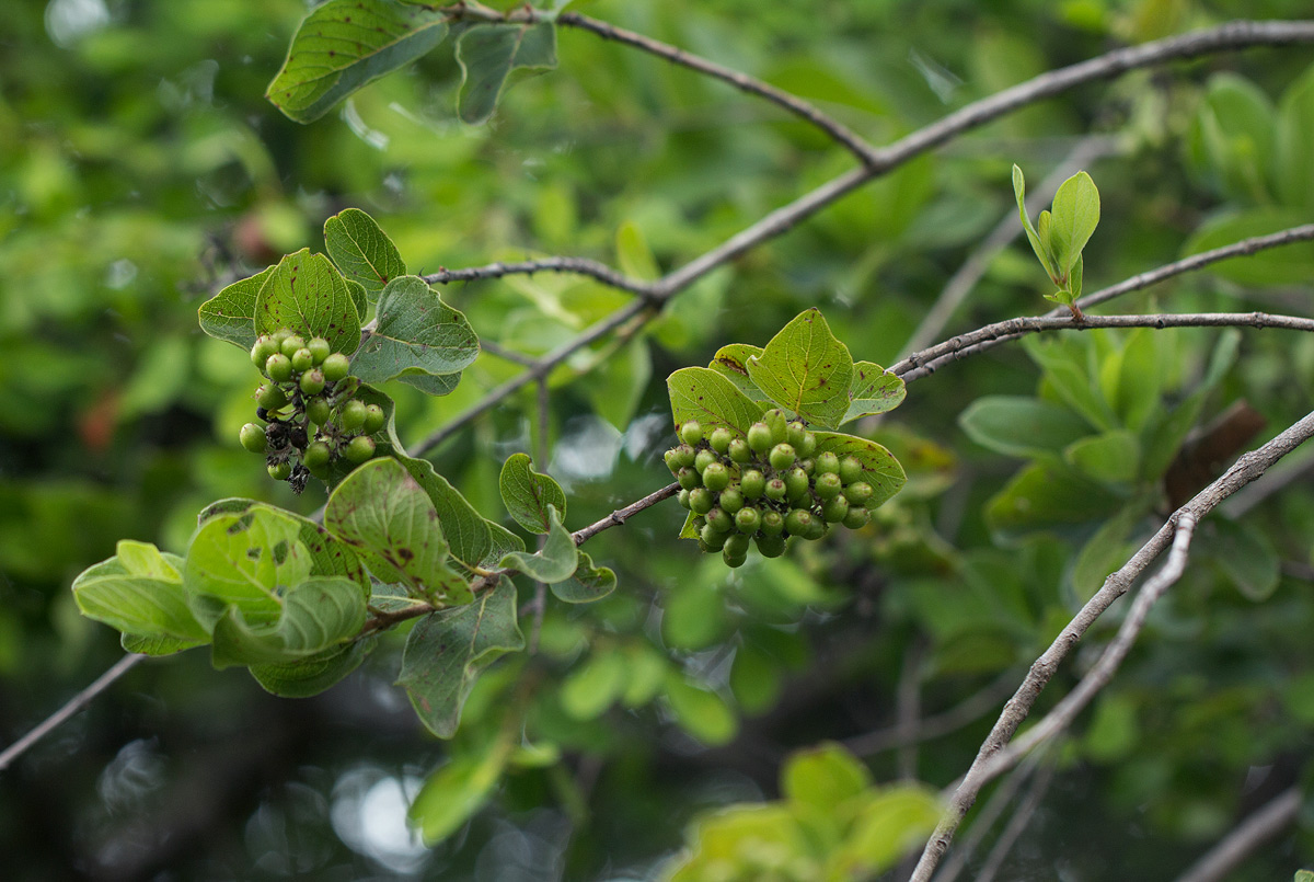 Crossopteryx febrifuga Crossopteryx febrifuga