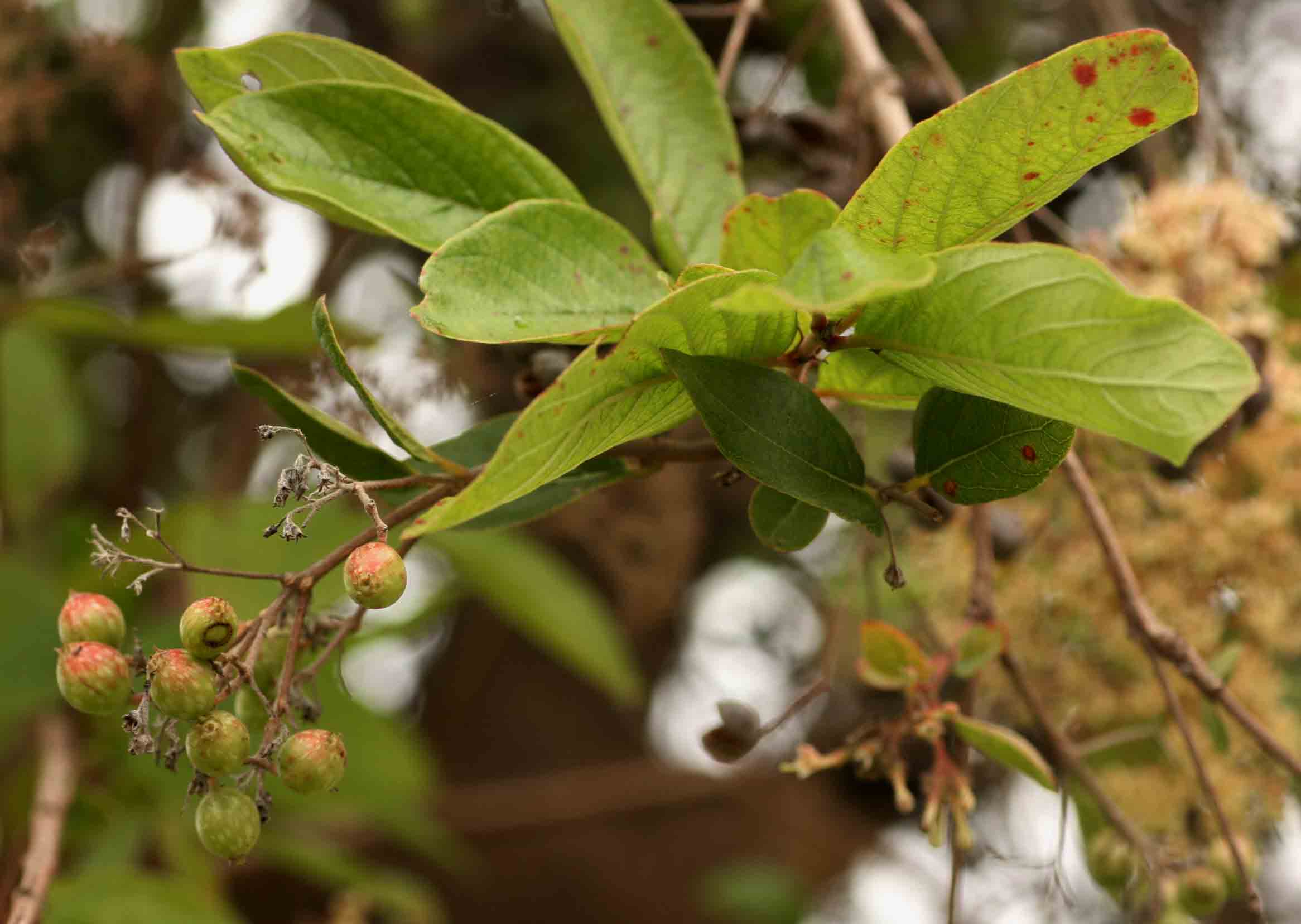 Crossopteryx febrifuga Crossopteryx febrifuga