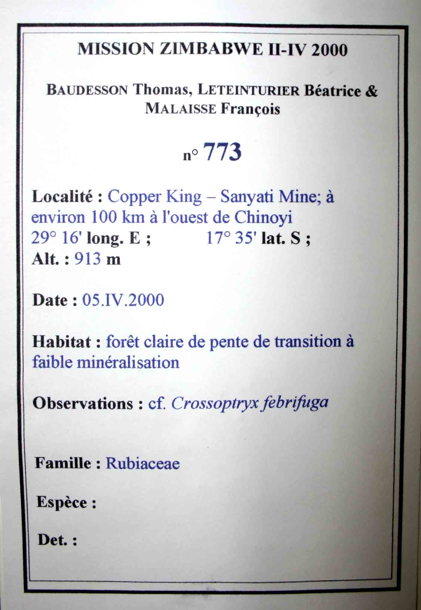 Crossopteryx febrifuga Crossopteryx febrifuga