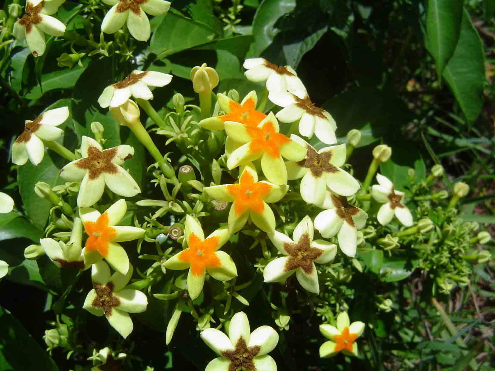 Mussaenda arcuata