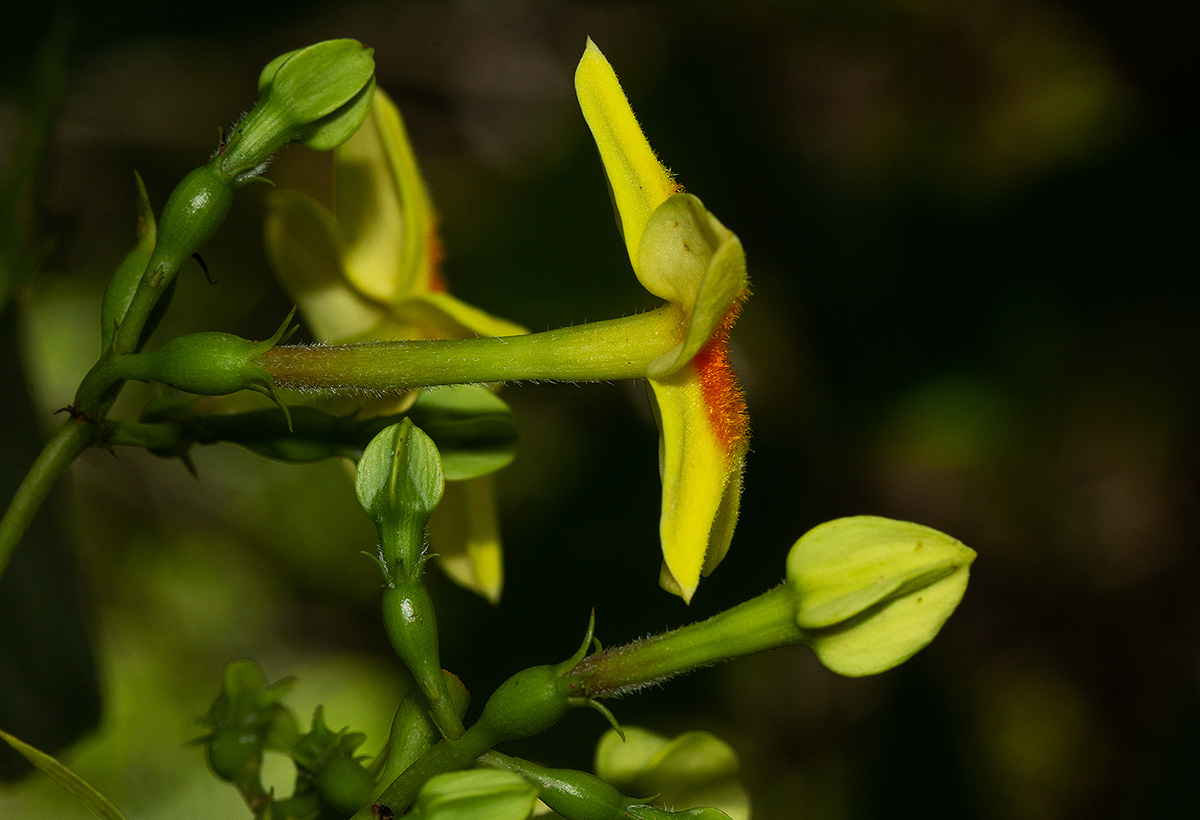 Mussaenda arcuata