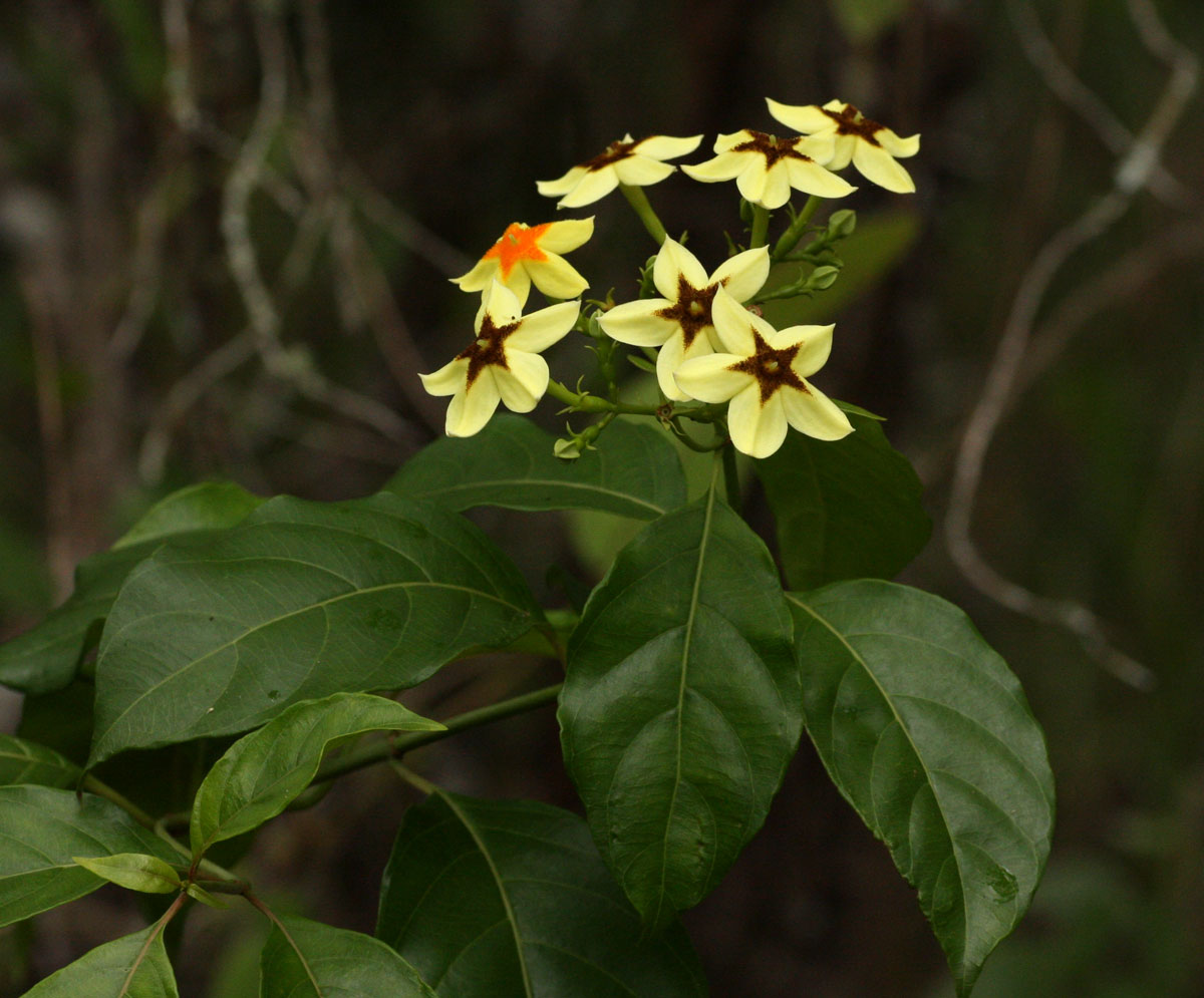 Mussaenda arcuata