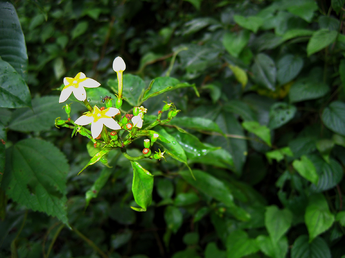 Mussaenda arcuata