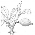 Gardenia ternifolia subsp. jovis-tonantis var. jovis-tonantis