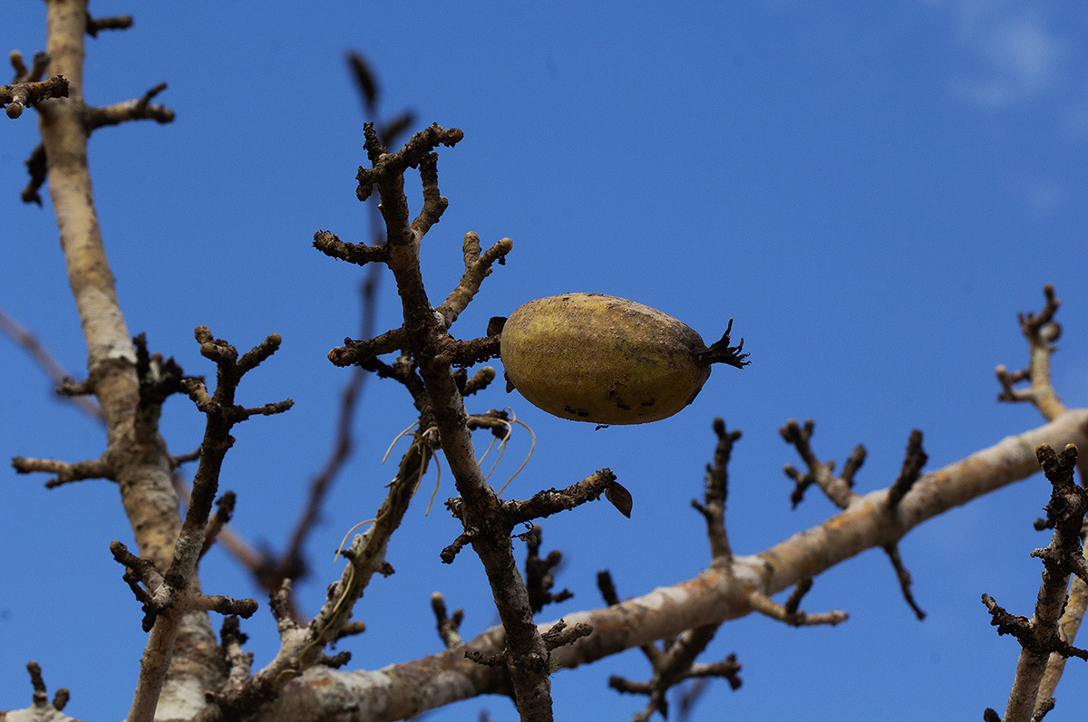 Gardenia ternifolia subsp. jovis-tonantis var. goetzei Gardenia ternifolia subsp. jovis-tonantis var. goetzei