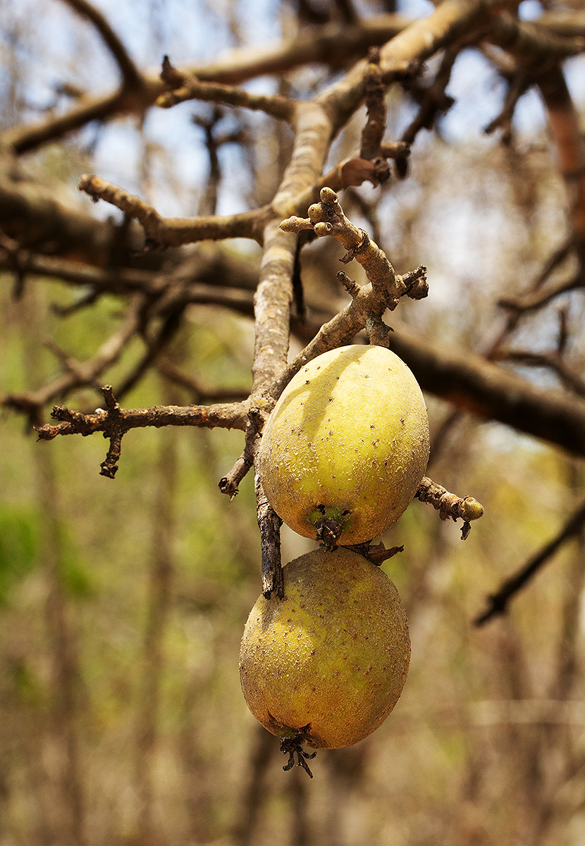 Gardenia ternifolia subsp. jovis-tonantis var. goetzei Gardenia ternifolia subsp. jovis-tonantis var. goetzei