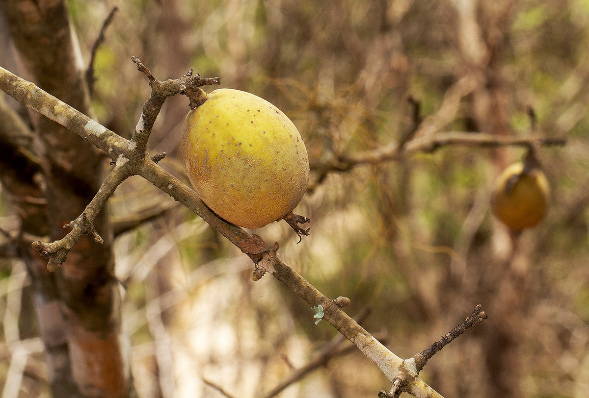 Gardenia ternifolia subsp. jovis-tonantis var. goetzei Gardenia ternifolia subsp. jovis-tonantis var. goetzei