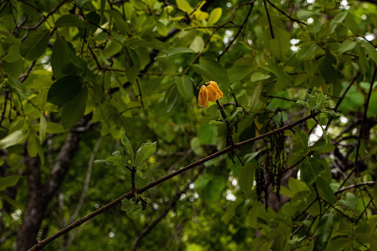 Gardenia ternifolia subsp. jovis-tonantis var. goetzei Gardenia ternifolia subsp. jovis-tonantis var. goetzei