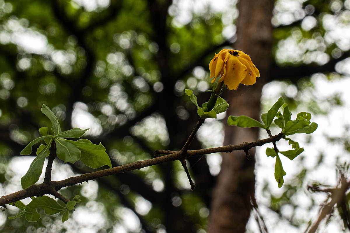 Gardenia ternifolia subsp. jovis-tonantis var. goetzei Gardenia ternifolia subsp. jovis-tonantis var. goetzei